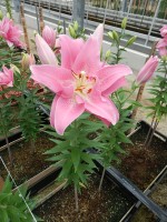 [4545 VH21 No01.JPG]